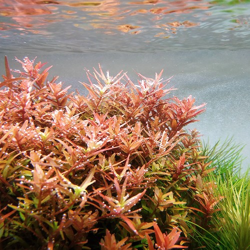 Rotala orange juice in pot